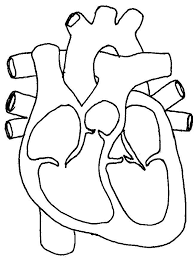 Circulatory System Coloring Pages Heart Diagram Heart Coloring Pages Human Heart Diagram
