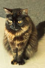 Black And Orange Tortoiseshell Kitten Tortoiseshell Cat Is Typically Reserved For Cats With Brindled Coats With Relatively Small Or No White Markings Tortoiseshe Beautiful Cats Pretty Cats Animals