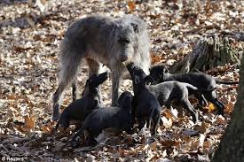 A narrow rear denotes the lack of power. Cutest Puppies Ever Adorable Litter Born To This Year S Westminster Best In Show Winner Daily Mail Online