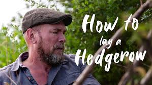 How to Lay a Hedgerow with Paul Lamb