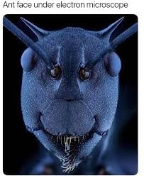 Putting ant under the microscope. Ant Face Under Electron Microscope
