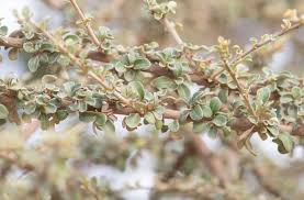 Image result for Macledium