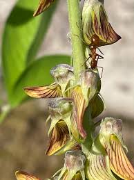 Image result for Crotalaria parvula