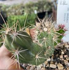 Image result for Pycreus mortonii