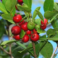 Image result for Psidium cattleianum
