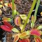 Dans les coulisses des plantes carnivores  event image