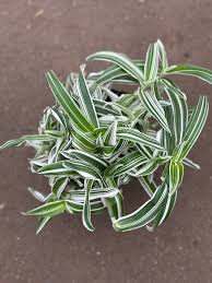 Image result for Murdannia simplex