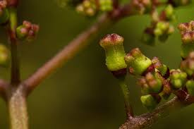 Image result for Cyphostemma montanum