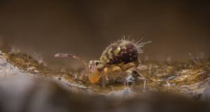 They favor damp conditions, so when it is dry. Springtail Control And Treatments For The Home Yard And Garden
