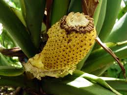 Image result for Buchnerodendron