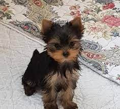 Maybe you would like to learn more about one of these? Bling Male Teacup Yorkie Puppy Yorkie Puppy Miniature Yorkie Puppies