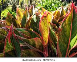 Check spelling or type a new query. Aglaonema Siam Aurora Aglaonema Red Lipstick Stock Photo Edit Now 687627715