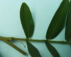 Image result for Brachystegia longifolia