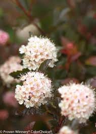Finishing cool outdoors will intensify foliage color. Coppertina Ninebark Physocarpus Opulifolius Proven Winners