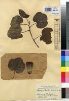 Image result for Thespesia garckeana