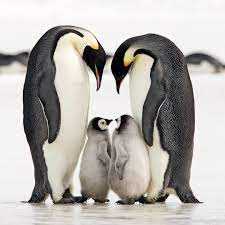 15 Casais De Animais Envolvidos Com O Amor Minilua
