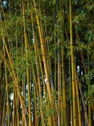 Black Bamboo Plants For Sale Gauteng Buy Bamboo Trees Online The Tree Center Bamboo Tree Buy Bamboo Plants Bamboo Plants