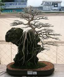 Supprimez 2 branches qui poussent. Prenez Soin De Votre Bonsai Comme Un Pro Plants1990 Plante Bonsai Jardin Taille Ficus En 2020 Bonsai Jardin Bonsais Jardin Japonais