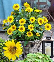 Winterharte Sonnenblume Suncatcher Baldur Garten