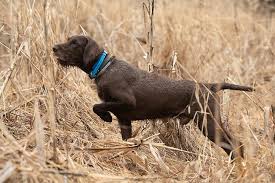 Look at pictures of pointer puppies who need a home. Pudelpointer Dog Breed Information American Kennel Club