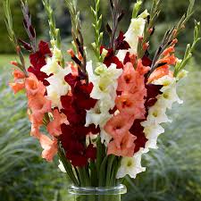 Image result for Gladiolus decoratus