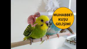 muhabbet kusu yavrusu gelisimi youtube