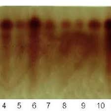 Image result for Sesamum calycinum