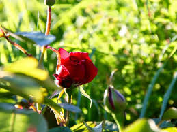 To answer your question, i have happy bushes of the tea roses safrano, josehp schwartz, susan louise, and mrs dudley cross; How Much Sun Does Roses Need