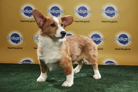They were considered the same breed until 1934 when the akc recognized them as a separate breeds. I Love The Puppy Bowl But It S A House Of Lies Sbnation Com