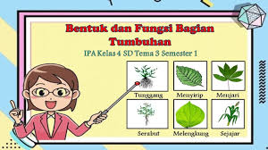 Materi ipa kelas 1 semester 1 sd/mi. Bentuk Dan Fungsi Bagian Tubuh Tumbuhan Ipa Kelas 4 Sd Tema 3 Semester 1 Youtube