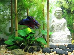 Zen Buddha Rock Garden Aquascape Image Heavy Betta Fish Tank Tropical Fish Aquarium Cool Fish Tanks