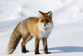 I should have done this in multiple parts because my phone died before i could finish but at least at that point i was mostly just. How To Get Rid Of Foxes Wildliferemoval Com