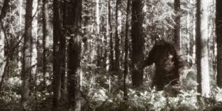 Teen reportedly shot 'sasquatch' over weekend of odd encounters in remote  American forest - Denver Gazette