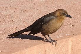 Black Bird With Long Tail Feathers In Texas Great Tailed Grackle Quiscalus Mexicanus Female Grackle Black Bird Birds