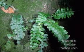 Image result for Arthropteris palisotii