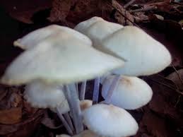 Adapula jamur yang hidup secara parasit dan dengan simbiosis mutualisme. Jenis Jamur Yang Tak Bisa Di Makan Steemit