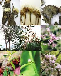 Image result for Struchium sparganophorum