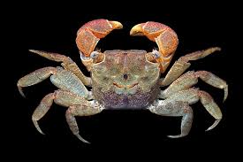 Image result for Pseudobersama