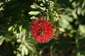 Image result for Melaleuca sp. A (Biegel 5741)