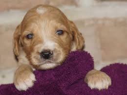 See upcoming puppy page for more info on mocha and maisy's puppies. Wisconsin Goldendoodles Home Facebook