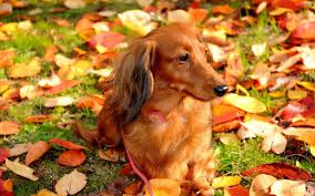 Image result for dogs in autumn photos