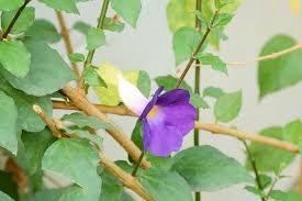Image result for Thunbergia laborans
