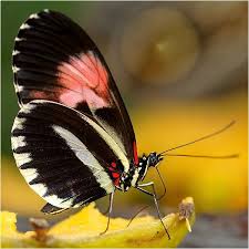 صور أجمل الفراشات الملونة مداد الجليد Beautiful Butterflies Butterfly Mother Nature