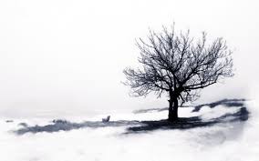 Image result for trees against white background