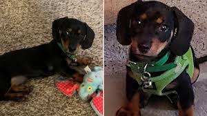 Pawrade connects pawsome people like you with happy, healthy puppies from our respected, prominent breeder relationships we've established over the last 15 years. Children Told Couple Their Puppy Was Cute Then Used Gun To Steal Him Metro News