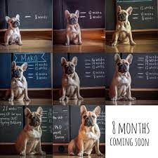 Though today bulldogs look tough, they cannot perform the those that died of old age had an average lifespan of 10 to 11 years.2 a 2013 uk vet clinic survey of 26. Batpig Me Tumble It Starting To Look More Dog Than Puppy By Puppy Announcement Bulldog Puppies Puppy Growth Chart