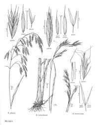 Image result for Bromus