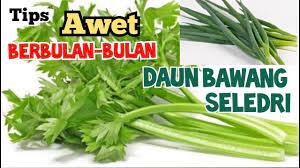 Maybe you would like to learn more about one of these? Cara Menyimpan Daun Bawang Seledri Awet Tahan Lama Berbulan Bulan How To Preserve Celery Leek Youtube