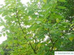Image result for Moraceae