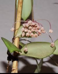 Hoya Sp Spider Sabah Malaysia